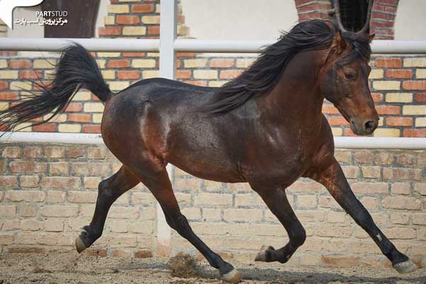  ثبت نام دوره های آموزشی اسب سواری نوروزآباد آغاز شد.